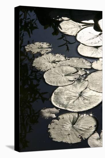 Lily Pads-K.B. White-Stretched Canvas