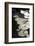Lily Pads-K.B. White-Framed Photographic Print