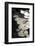 Lily Pads-K.B. White-Framed Photographic Print