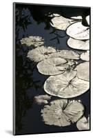 Lily Pads-K.B. White-Mounted Photographic Print