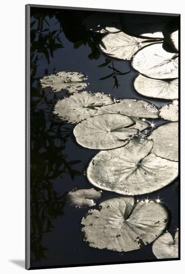 Lily Pads-K.B. White-Mounted Photographic Print