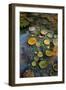 Lily Pads-Ruth Day-Framed Giclee Print