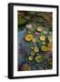 Lily Pads-Ruth Day-Framed Giclee Print
