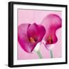 Lily Pink I-Joseph Eta-Framed Giclee Print