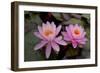 Lily pink-Charles Bowman-Framed Photographic Print