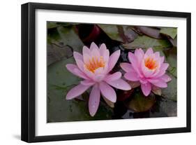 Lily pink-Charles Bowman-Framed Photographic Print