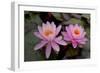 Lily pink-Charles Bowman-Framed Photographic Print
