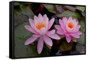 Lily pink-Charles Bowman-Framed Stretched Canvas