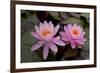 Lily pink-Charles Bowman-Framed Photographic Print