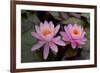 Lily pink-Charles Bowman-Framed Photographic Print