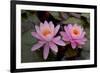 Lily pink-Charles Bowman-Framed Photographic Print