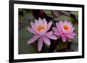 Lily pink-Charles Bowman-Framed Photographic Print