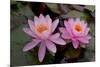 Lily pink-Charles Bowman-Mounted Photographic Print