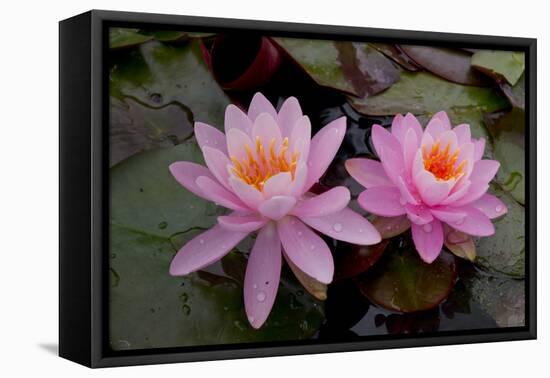 Lily pink-Charles Bowman-Framed Stretched Canvas