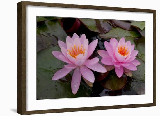 Lily pink-Charles Bowman-Framed Photographic Print