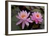 Lily pink-Charles Bowman-Framed Photographic Print