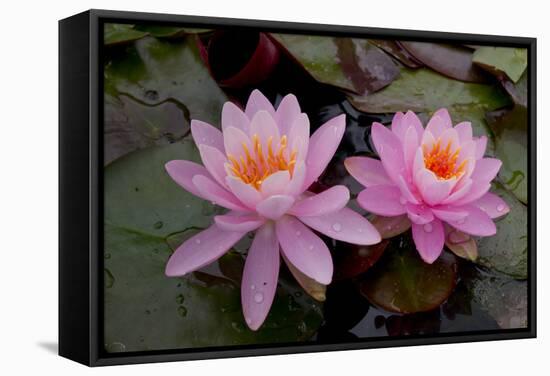 Lily pink-Charles Bowman-Framed Stretched Canvas