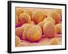 Lily pollen at a magnification of x750-Micro Discovery-Framed Photographic Print