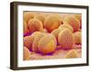 Lily pollen at a magnification of x750-Micro Discovery-Framed Photographic Print