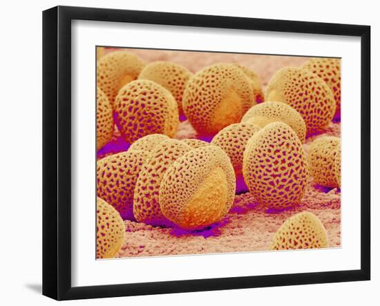 Lily pollen at a magnification of x750-Micro Discovery-Framed Photographic Print