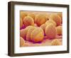 Lily pollen at a magnification of x750-Micro Discovery-Framed Photographic Print