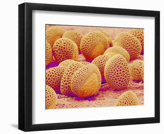 Lily pollen at a magnification of x750-Micro Discovery-Framed Photographic Print