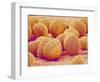 Lily pollen at a magnification of x750-Micro Discovery-Framed Photographic Print