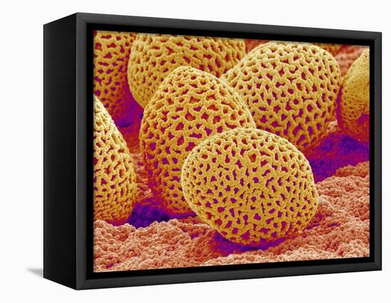 Lily Pollen-Micro Discovery-Framed Stretched Canvas