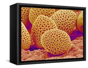 Lily Pollen-Micro Discovery-Framed Stretched Canvas