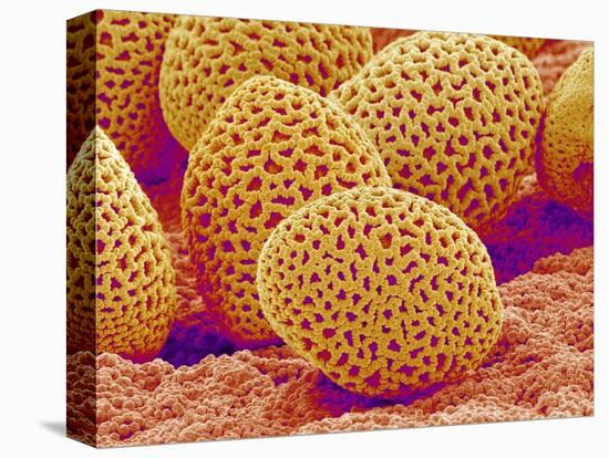 Lily Pollen-Micro Discovery-Stretched Canvas