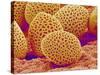 Lily Pollen-Micro Discovery-Stretched Canvas