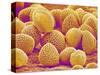 Lily Pollen-Micro Discovery-Stretched Canvas