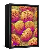 Lily Pollen-Micro Discovery-Framed Stretched Canvas