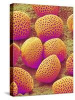 Lily Pollen-Micro Discovery-Stretched Canvas
