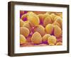 Lily Pollen-Micro Discovery-Framed Photographic Print