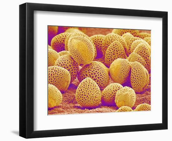 Lily Pollen-Micro Discovery-Framed Photographic Print