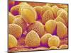 Lily Pollen-Micro Discovery-Mounted Photographic Print