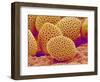Lily Pollen-Micro Discovery-Framed Photographic Print
