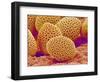 Lily Pollen-Micro Discovery-Framed Photographic Print