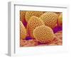 Lily Pollen-Micro Discovery-Framed Photographic Print