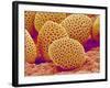 Lily Pollen-Micro Discovery-Framed Photographic Print