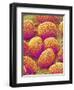 Lily Pollen-Micro Discovery-Framed Photographic Print