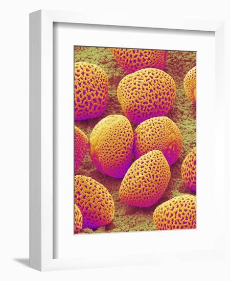 Lily Pollen-Micro Discovery-Framed Photographic Print