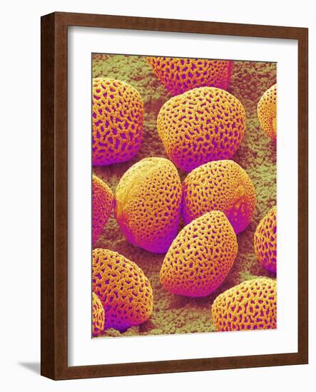 Lily Pollen-Micro Discovery-Framed Photographic Print