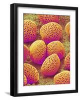 Lily Pollen-Micro Discovery-Framed Photographic Print