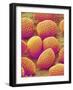 Lily Pollen-Micro Discovery-Framed Photographic Print