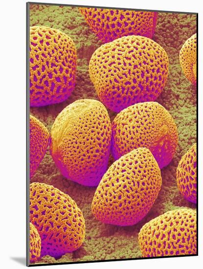 Lily Pollen-Micro Discovery-Mounted Photographic Print