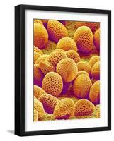 Lily Pollen-Micro Discovery-Framed Photographic Print