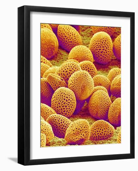 Lily Pollen-Micro Discovery-Framed Photographic Print