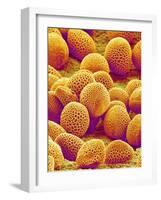 Lily Pollen-Micro Discovery-Framed Photographic Print